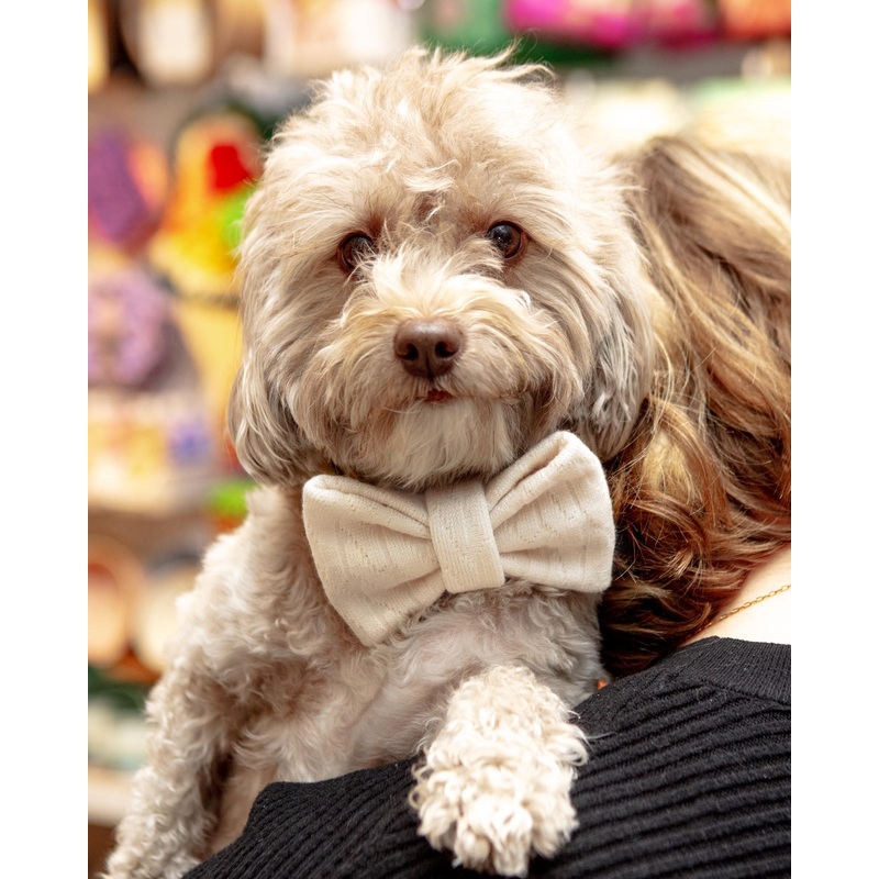 Cream Dog Bow-Tie (FW24LO)|Mini|Standard