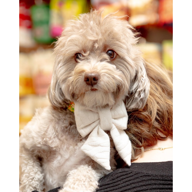 Cream Dog Sailor Bow-Tie|Mini|Standard