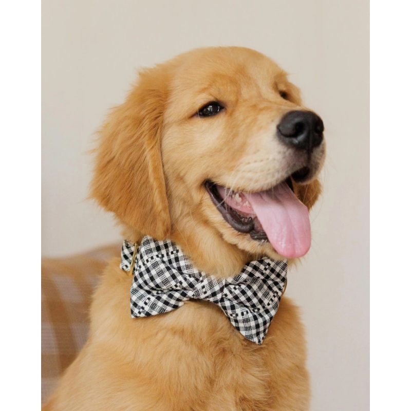 HTH x TFD Soho Dog Bow Tie (Made in the USA) (FINAL SALE)