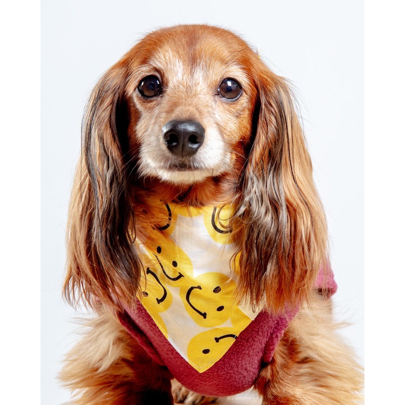 Smile Dog Bandana|Small|Medium|Large|X-Large
