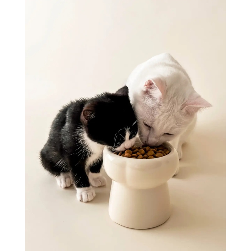 Elevated Pet Food Bowl in Creamy Beige