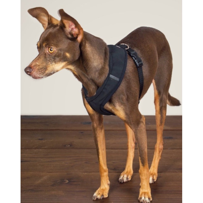 Laguna Dog Harness in Black|XS|S|M|L