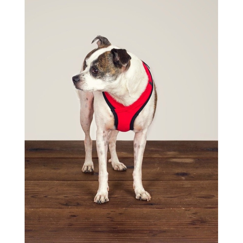 Laguna Dog Harness in Red|XS|S|M|L