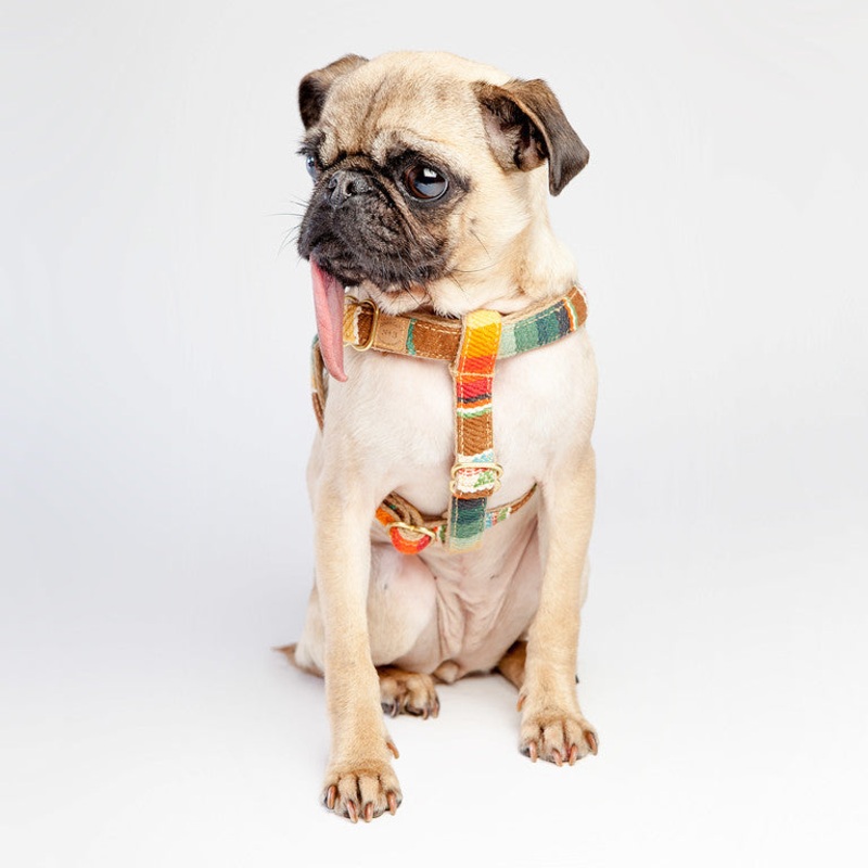 FINNEGAN’S STANDARD GOODS | Sunset Harness