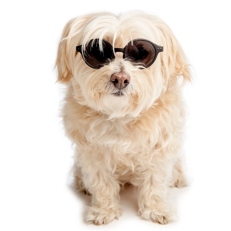IZIPIZI | Sunglasses in Black|Small|Medium