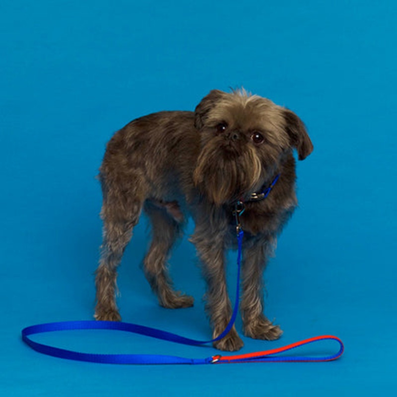 WARE of the DOG | Nylon Leash in Blue/Orange