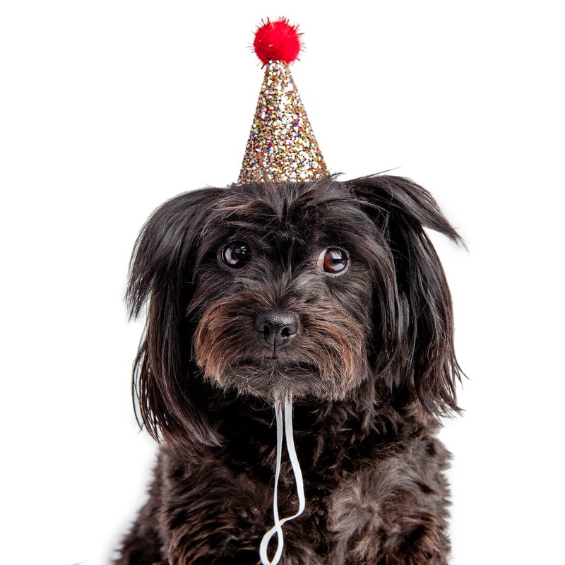 BUSTER’S PARTY SHOP | Confetti Glitter + Red Pom Pom Mini Party Hat