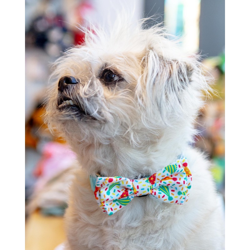 Celebrate Pet Bow Tie|Small|Large