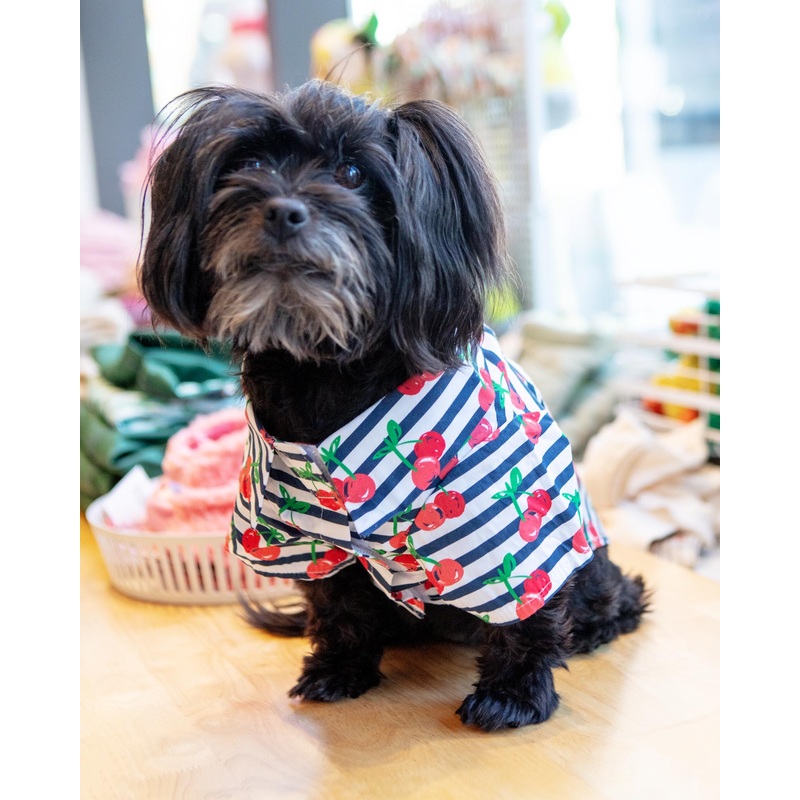 Cheerful Cherries Collared Dog Shirt