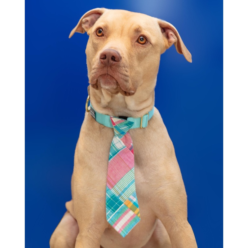 Multi Patch Madras Pet Neck Tie (FINAL SALE)