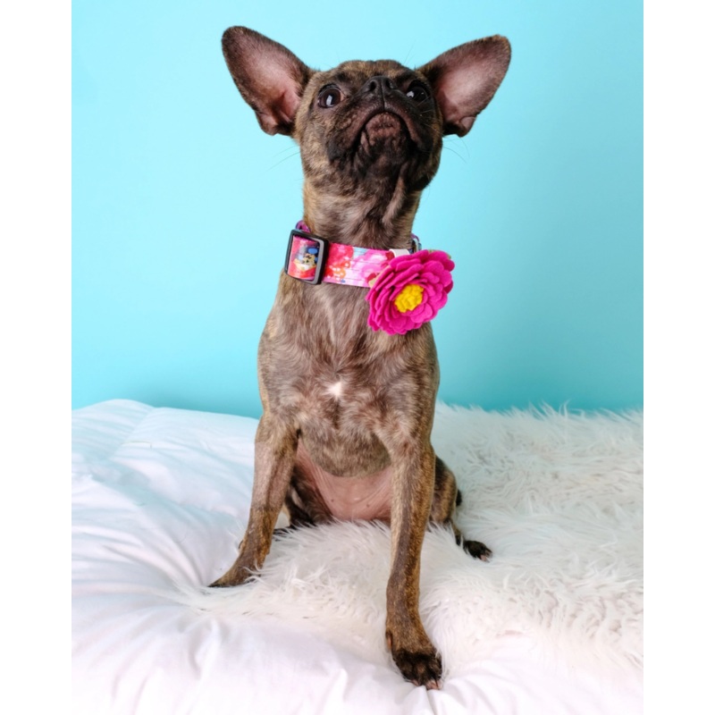 Peony Dog Collar Flower in Rose Petal