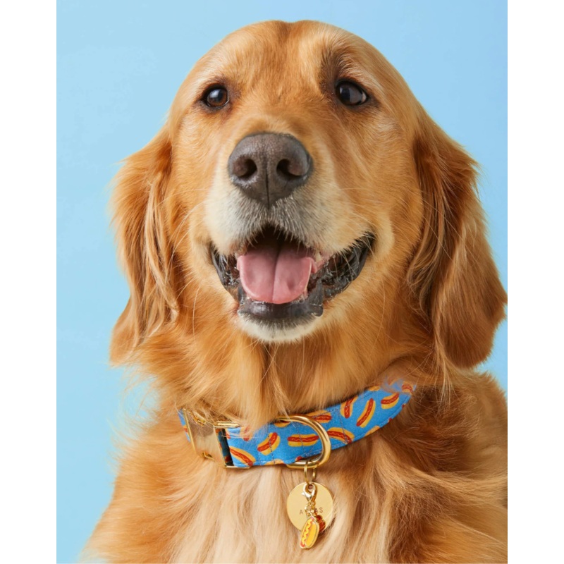 Hot Diggity Dog Summer Dog Collar