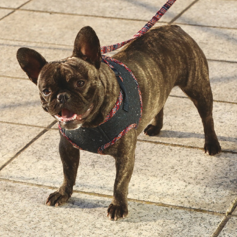 CROCI | Peruvian Leash