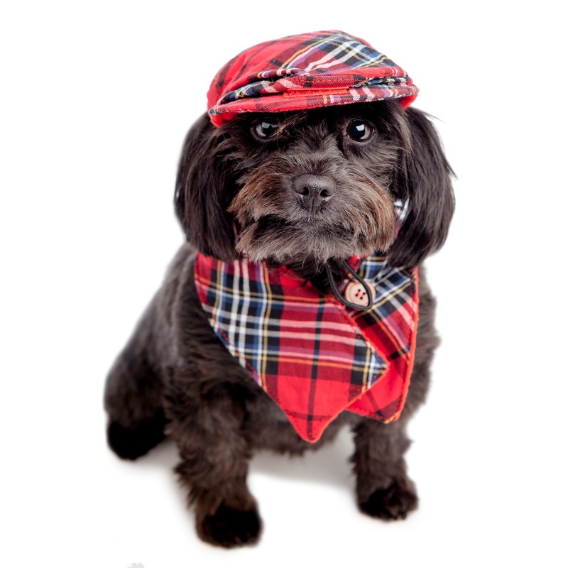 CROCI | Plaid Cap + Scarf Set|Small|Medium|Large