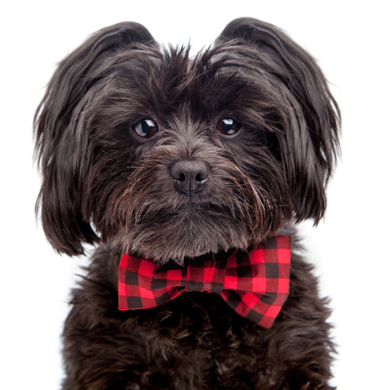 TRISH HAMPTON | Buffalo Plaid Bow Tie