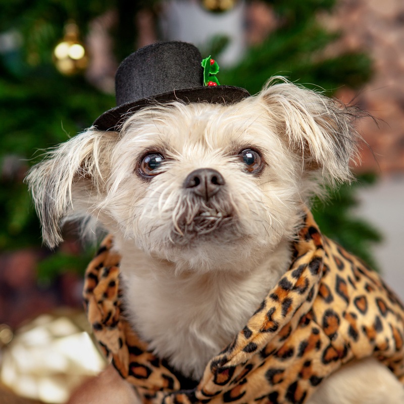 BUSTER’S PARTY SHOP | Snowman Hat