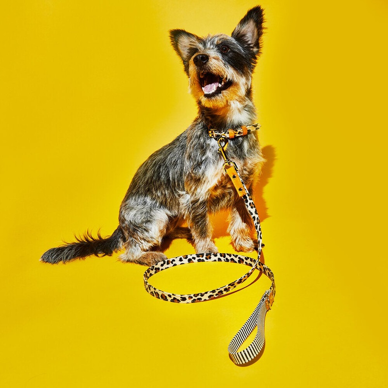 Leopard and Stripe Leash|S (1/2″)|M (3/4″)