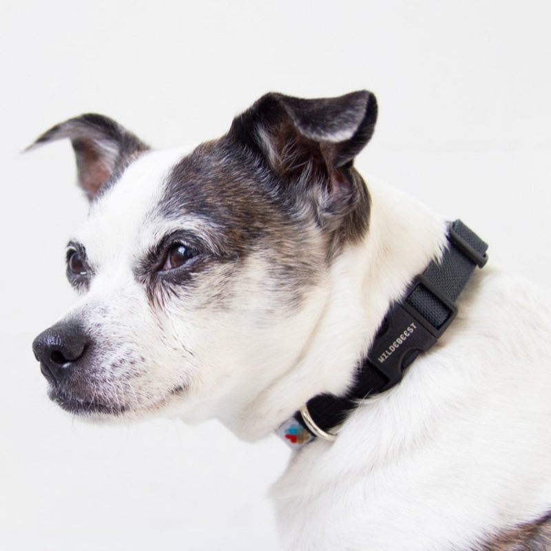 Funston Dog Collar in Black (CLEARANCE)