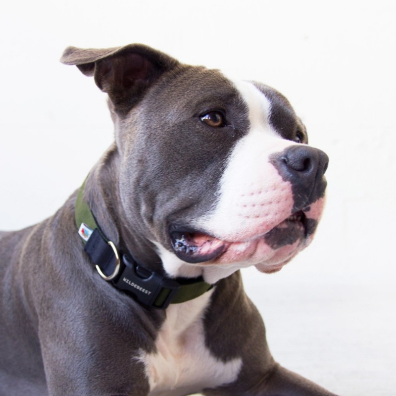 Funston Dog Collar in Olive Green