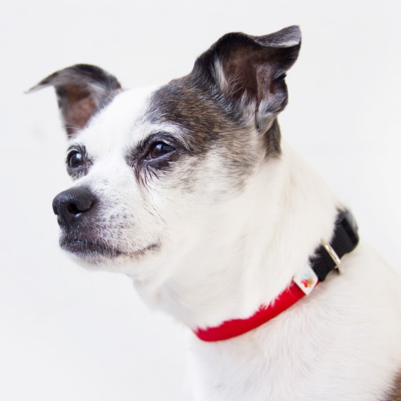Funston Dog Collar in Red|S|M|L