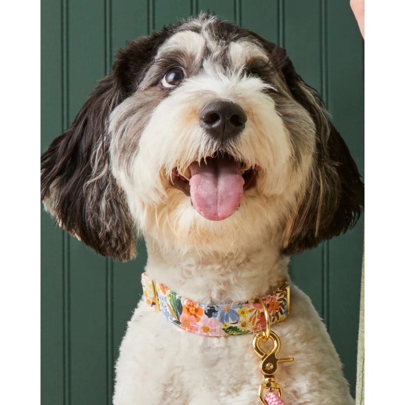 Marguerite Floral Dog Collar (FINAL SALE)