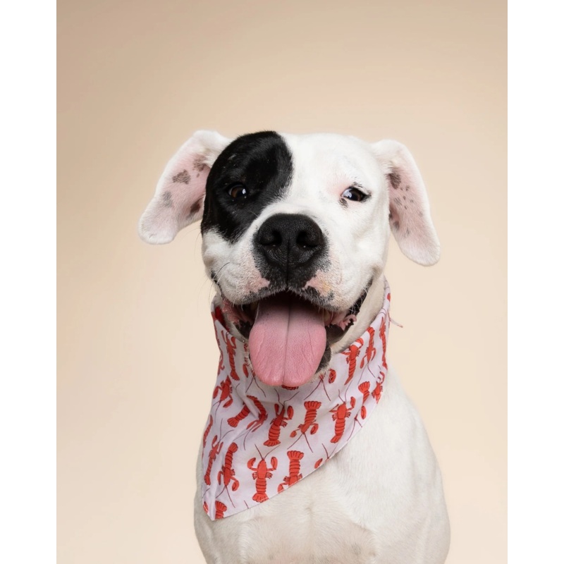 Lobstah Dog Bandana (FINAL SALE)