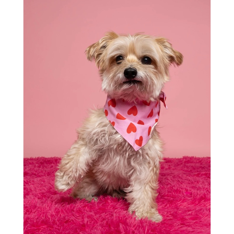 Lovesong Heart Dog Bandana|Small|Medium|Large