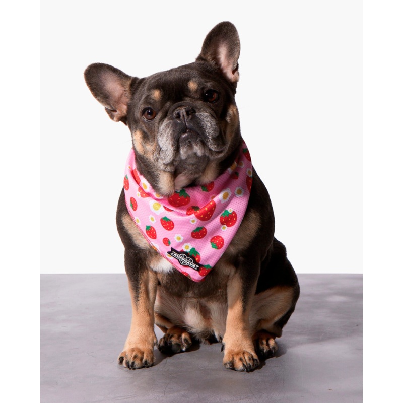Strawberry Dog Cooling Bandana (FINAL SALE)