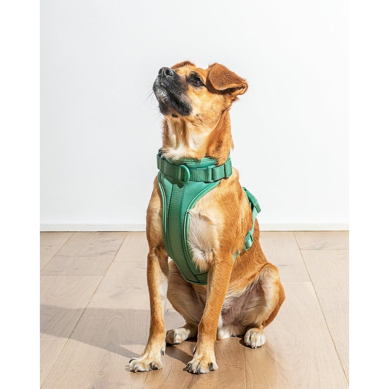 Cushioned Dog Harness in Spruce (FINAL SALE)
