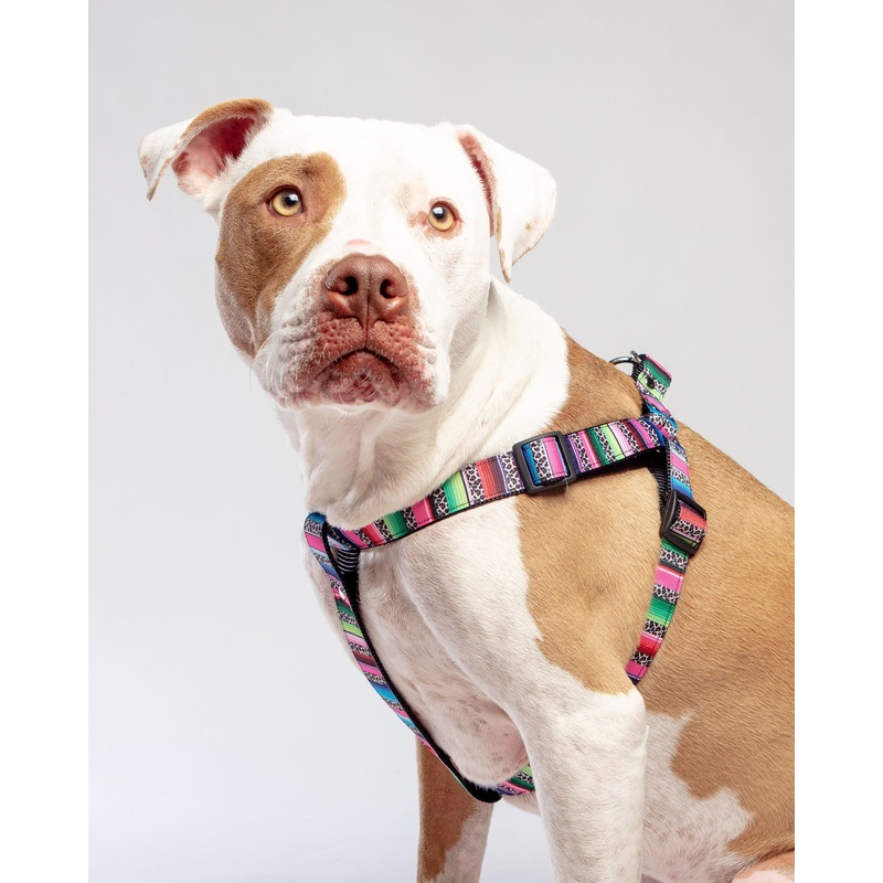 Step-In Dog Harness in Rainbow Serape & Leopard (Made in NYC)