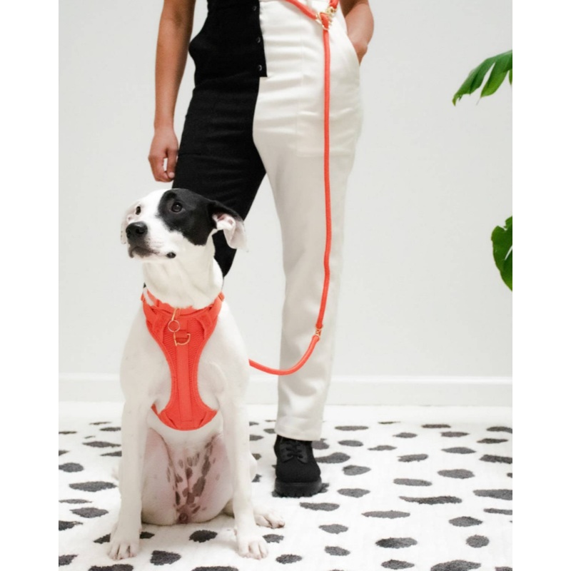 Infinity Dog Leash in Spice