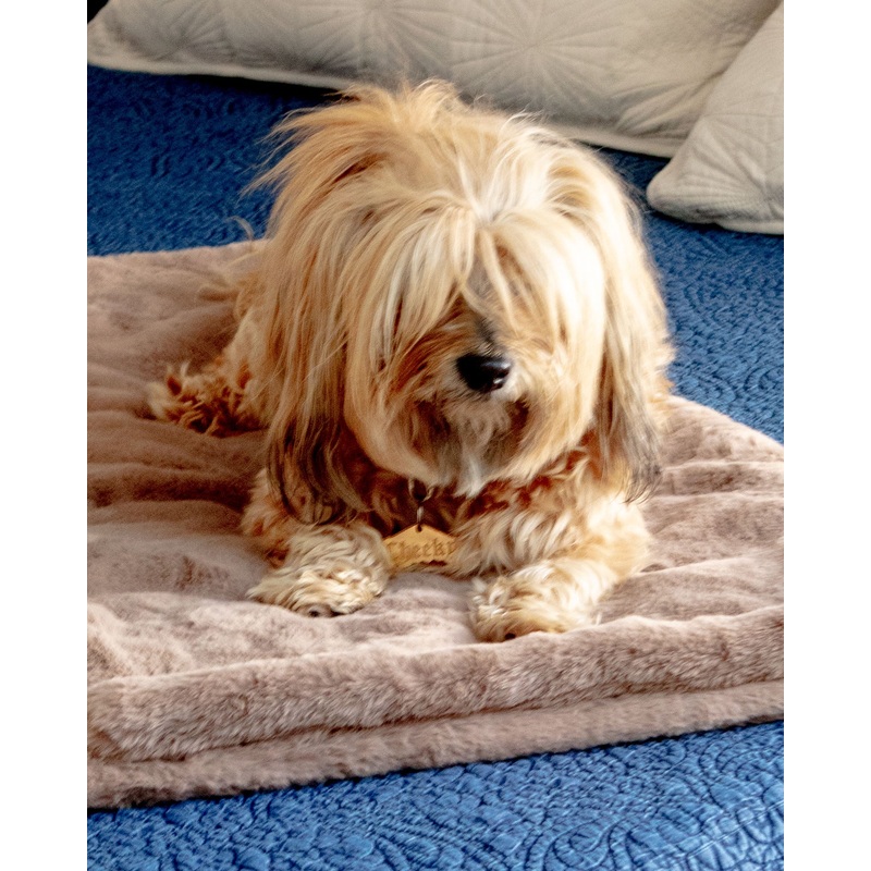 Mini Faux Fur Brady Dog Blanket in Taupe