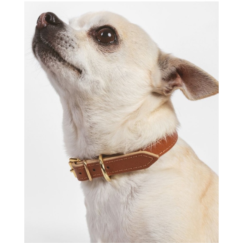 Small Dog Collar in Cognac Leather (Made in Italy) (FINAL SALE)