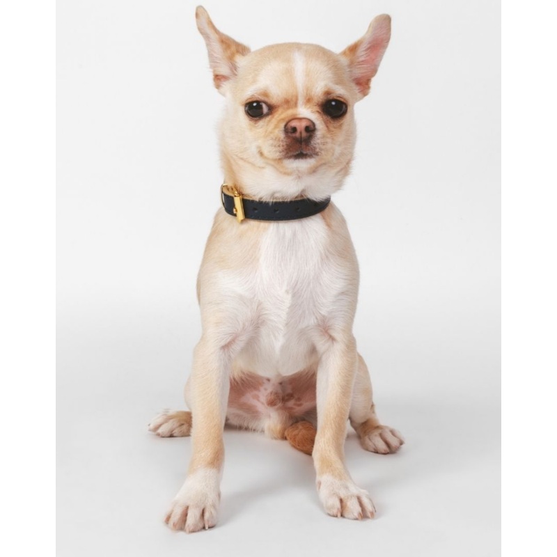 Small Dog Collar in Navy Leather (Made in Italy) (FINAL SALE)