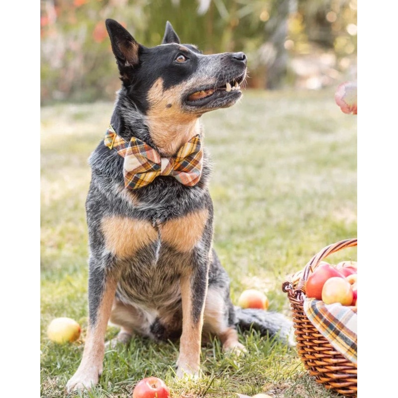 Cornucopia Flannel Dog Bow Tie (Made in the USA) (FINAL SALE)