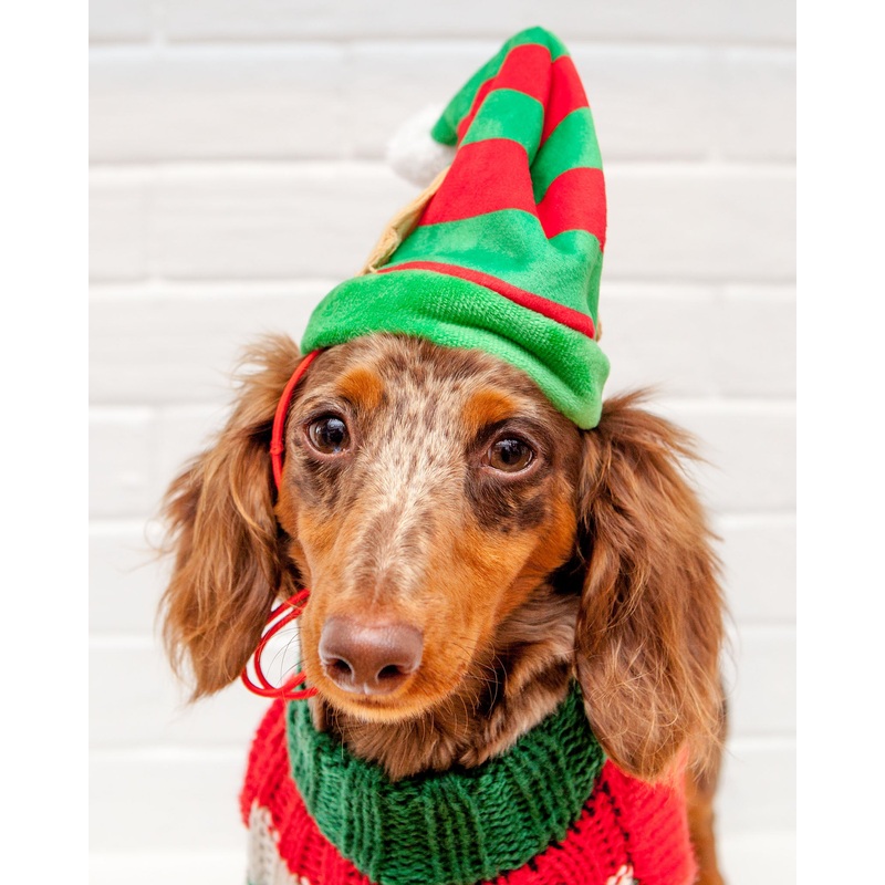 Lil’ Helper Elf Hat for Dogs|Small|Medium|Large