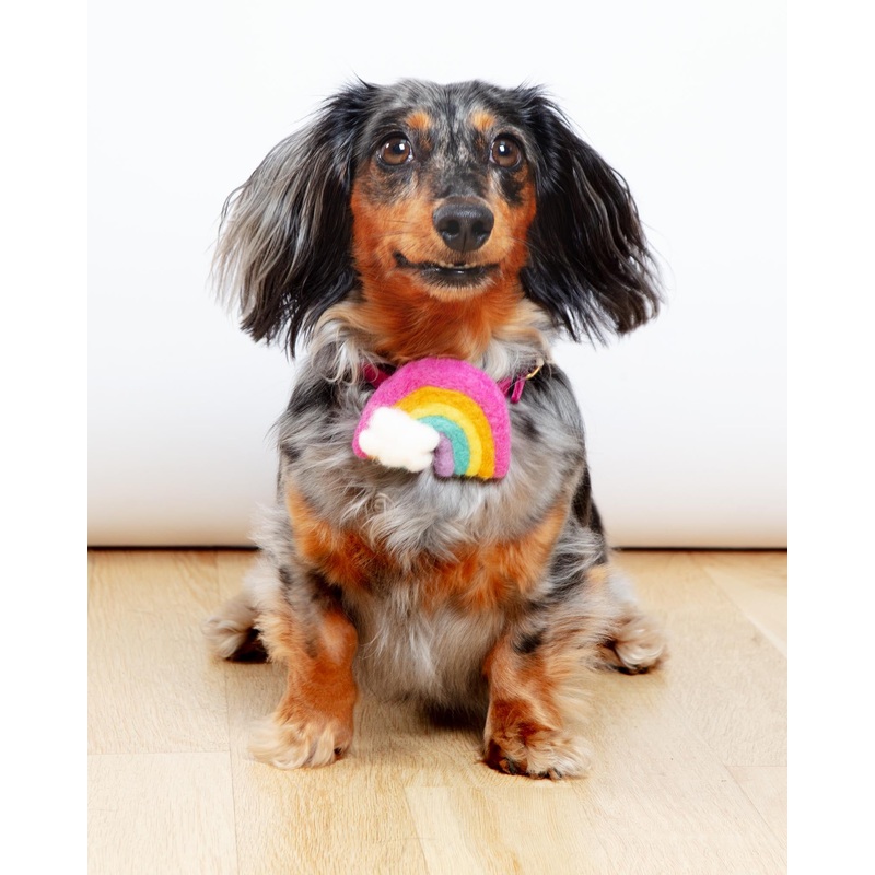 Rainbow Dog Collar Accessory (Made in the USA) (FINAL SALE)