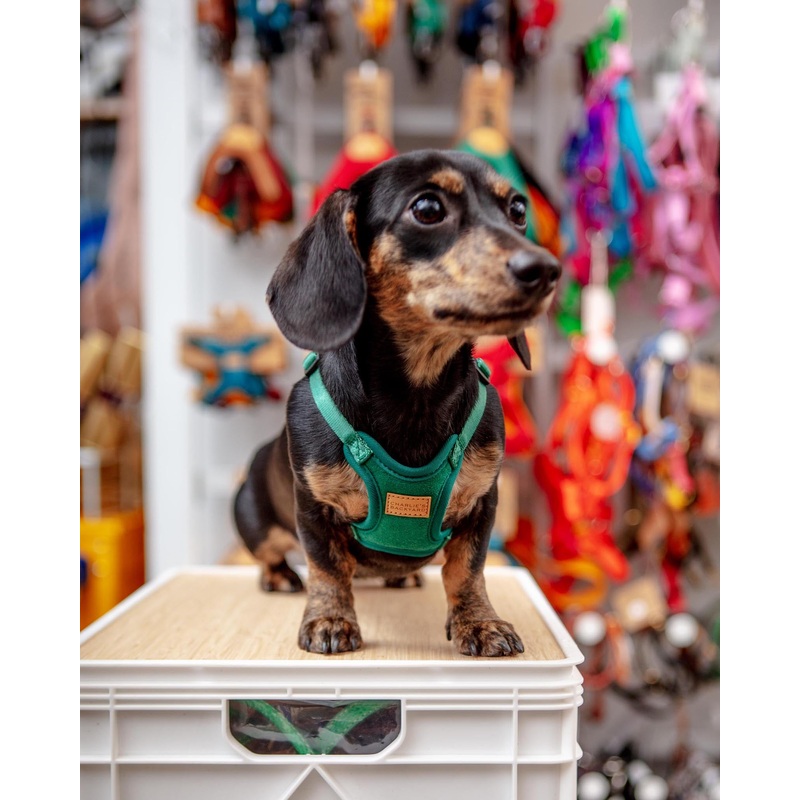 Comfort Dog Harness in Green|Small (4-9 lbs)|Medium (9-18 lbs)|Large (18-30 lbs)
