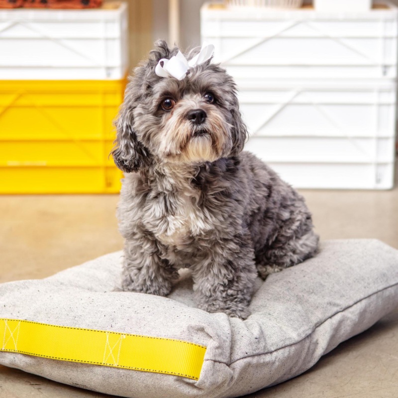 Cotton Pet Cushion in Olive or Ivory Black (FINAL SALE)