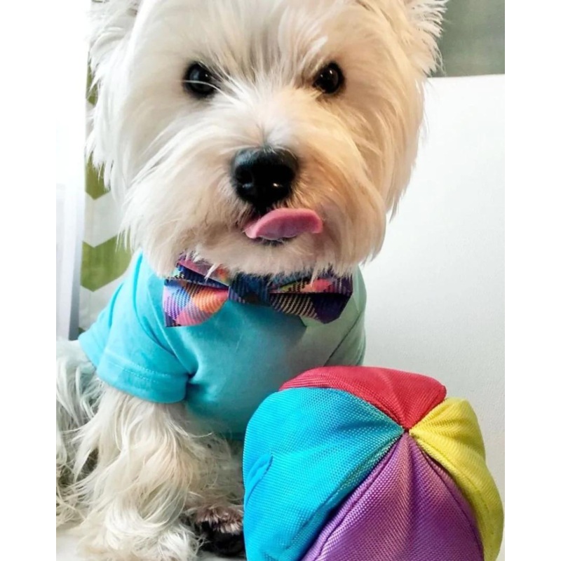 Hide N’ Seek Ball Dog Toy