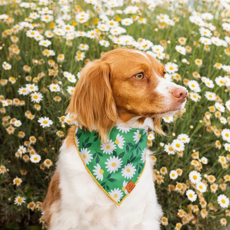 Coming Up Daisies Dog Bandana (Made in the USA)