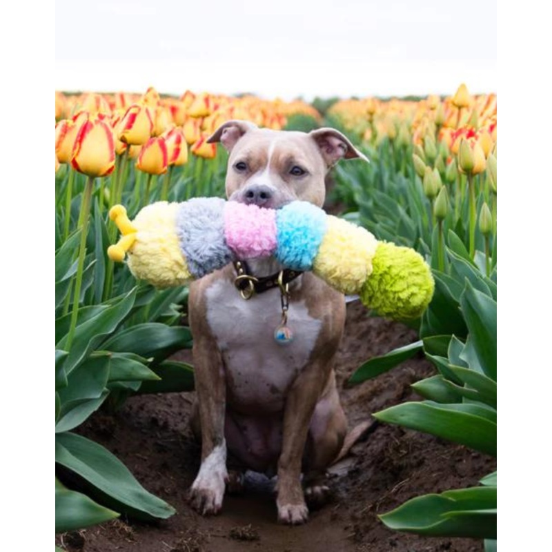 Pastel Caterpillar Jumbo Dog Toy (FINAL SALE)