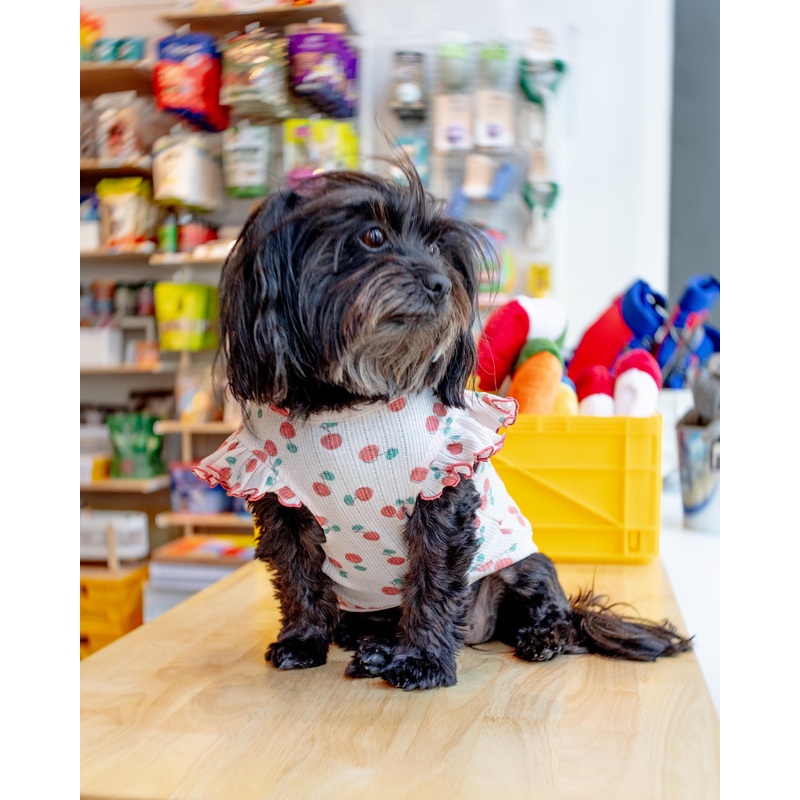 Cool Cherry Shoulder Frill Dog Shirt (FINAL SALE)