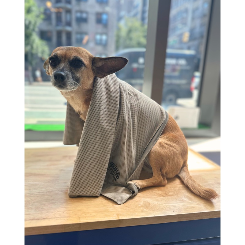 Cooling Dog Towel (24×36) (FINAL SALE)