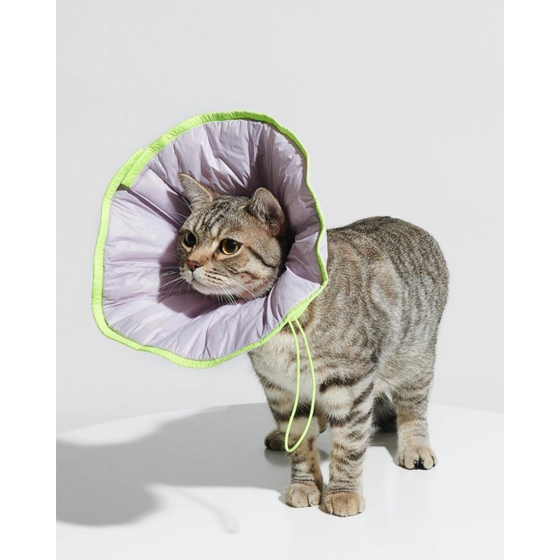 E-Collar in Violet|Small|Medium|Large|X-Large