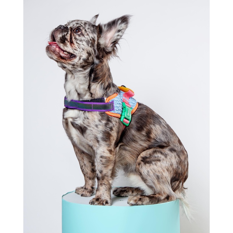 Flyharness in Galaxy for Dogs (FINAL SALE)