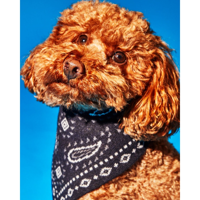 Knit Dog Bandana in Black Merino Wool (FINAL SALE)