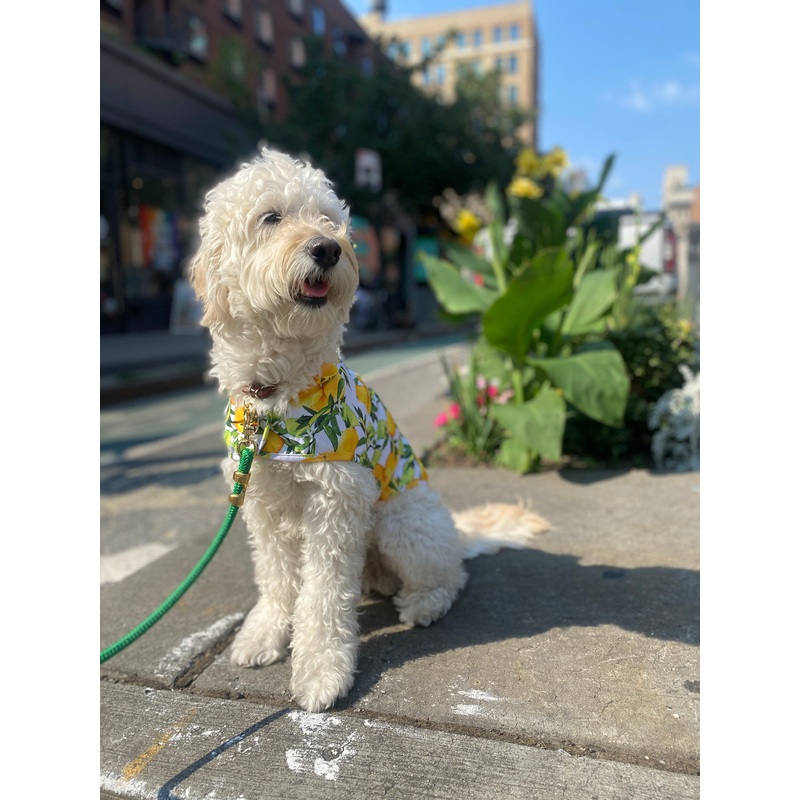 Lemon Dog Cooling Jacket (FINAL SALE)