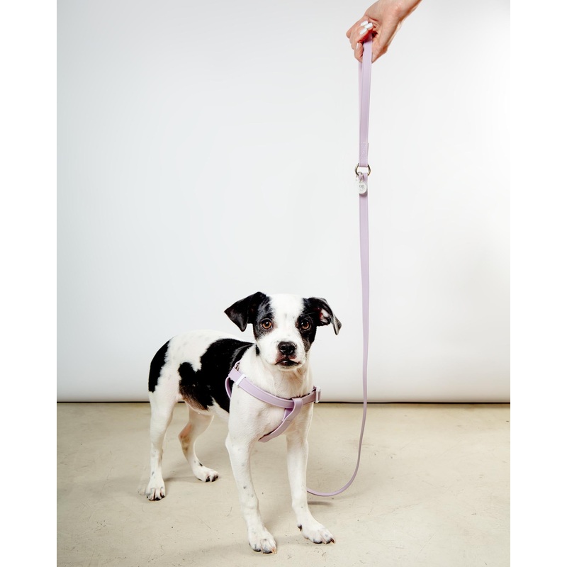 A Walk in the Park Dog Leash in Lilac (Made in the USA)