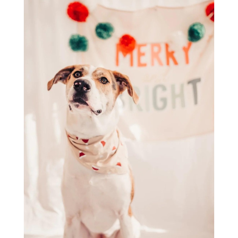 Kringle Holiday Dog Bandana|Small|Medium|Large|X-Large